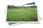 Nusantara.png
