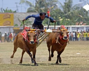 karapan-sapi.jpg